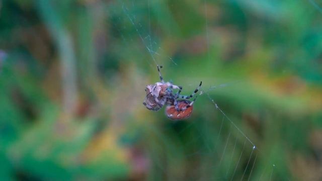 Крестовик четырехпятнистый (Araneus quadratus) с добычей смотреть онлайн