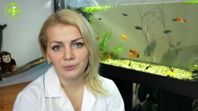Попугай Линяет & Линька У Попугаев. Ветклиника Био-Вет смотреть онлайн