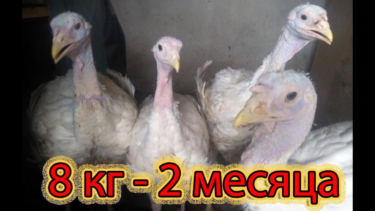 Вес ШОКИРУЕТ, взвешивание индюшат в 63 дня смотреть онлайн