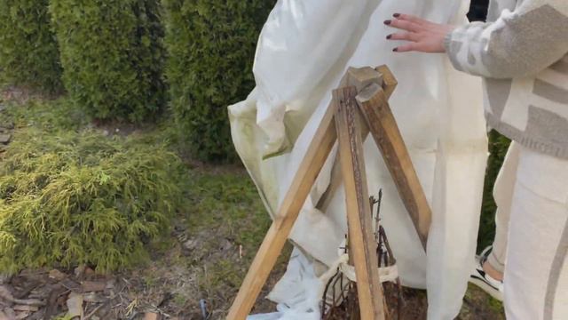 ЯК ПЕРЕЗИМУВАЛИ ГОРТЕНЗІЇ ПІД УКРИТТЯМ НА ВУЛИЦІ смотреть онлайн