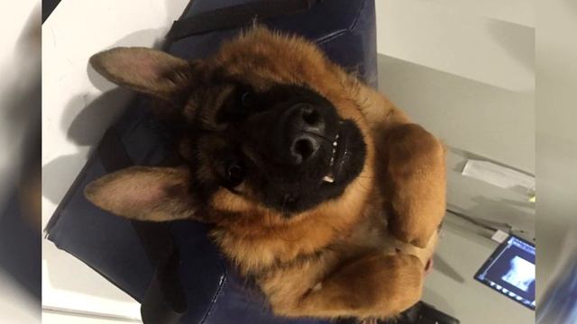 Он не похож на других собак, но он тоже заслуживает любви смотреть онлайн