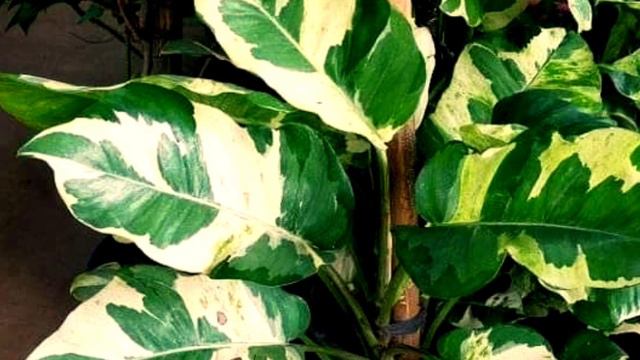 10 Wish list plant you might considered adding them in your collections смотреть онлайн