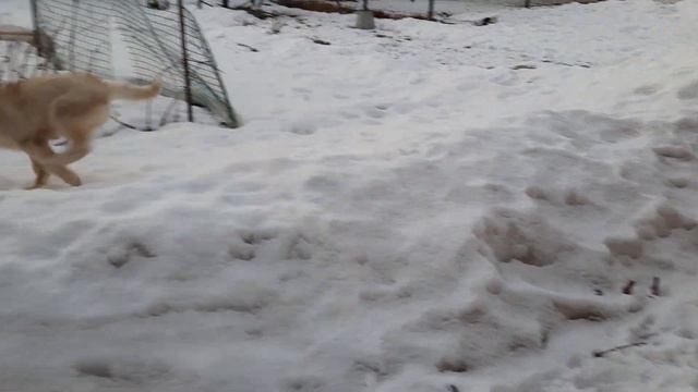 Хаски Лаки убежала от меня смотреть онлайн