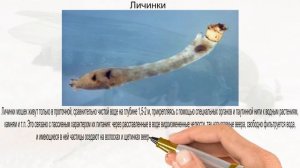откуда берётся мошка
