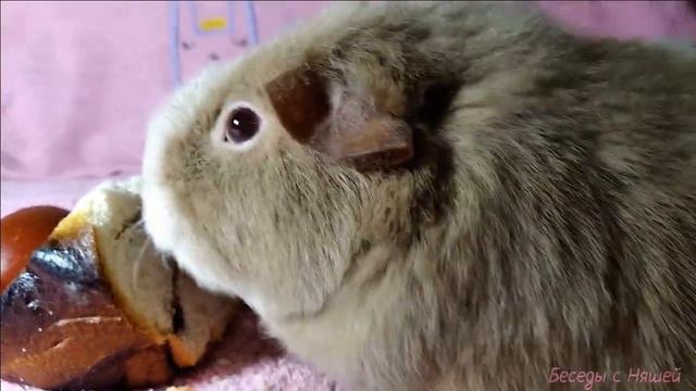 Морская свинка ест пасхальный кулич, отбирает бананы и отмечает Пасху смотреть онлайн