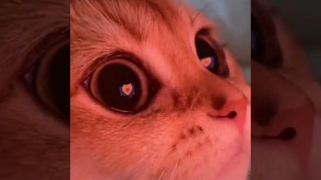 кот смотреть онлайн