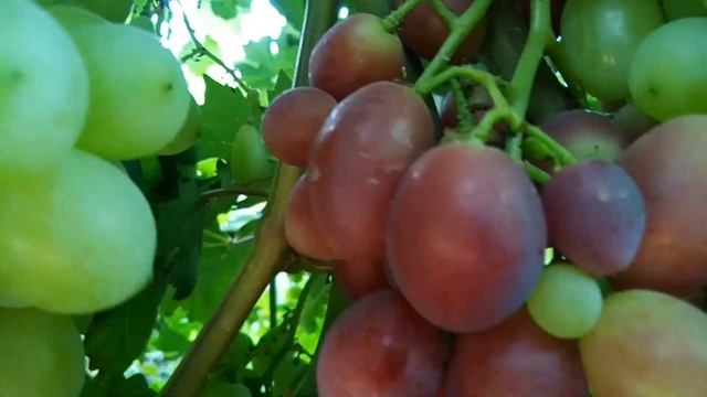 ВЕЛЮР! КРАСАВЕЦ! УЛЬТРА-РАННЯЯ ФОРМА! ТЕЛ. +79054033245, WhatsApp и Viber +79528500417. смотреть онлайн