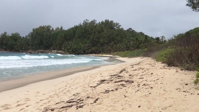 Police Bay And Physalia. Seyshells. Пляж Полис Бэй и португальский кораблик. Сейшелы.