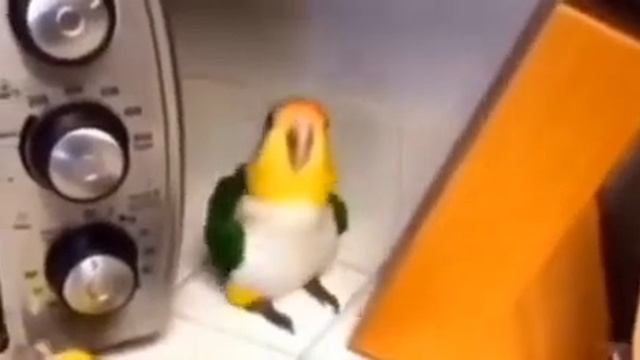 Попугай флексит под музыку смотреть онлайн