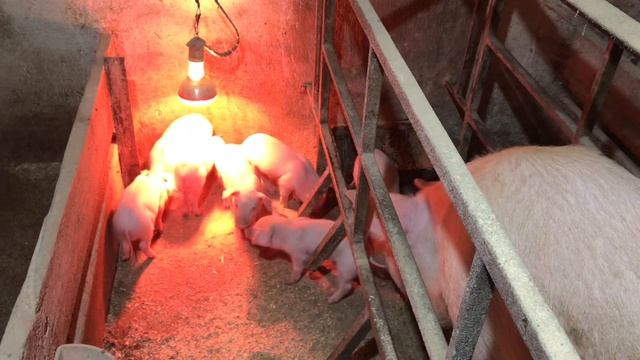 -20 НА ДВОРЕ,ПОРОСЯТА ПРИМЕРЗАЮТ К ПОЛУ, БУЛЕРЬЯН ИЛИ УТЕПЛЕНИЕ смотреть онлайн