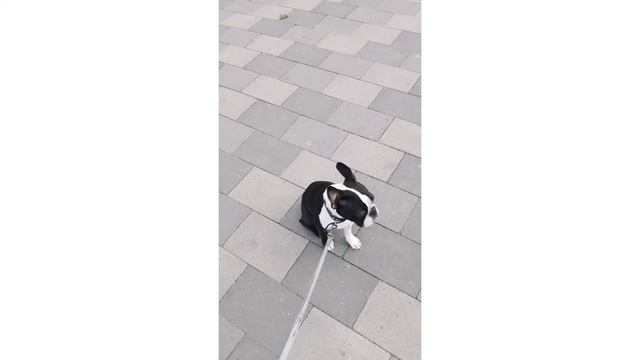 At the train station with my boston terrier/На вокзале с бостон терьером