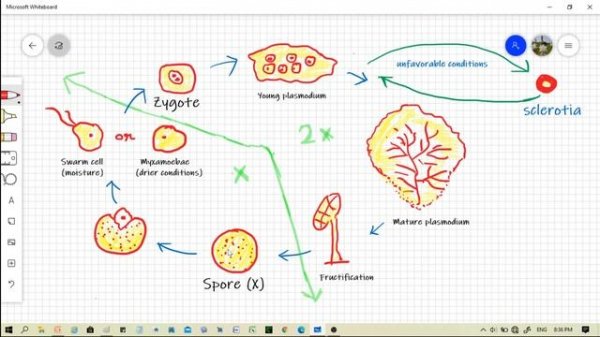 Fungi | Lecture 1| Myxomycetes: Physarum | Life cycle | Important Notes
