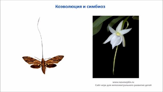Коэволюция и симбиоз смотреть онлайн