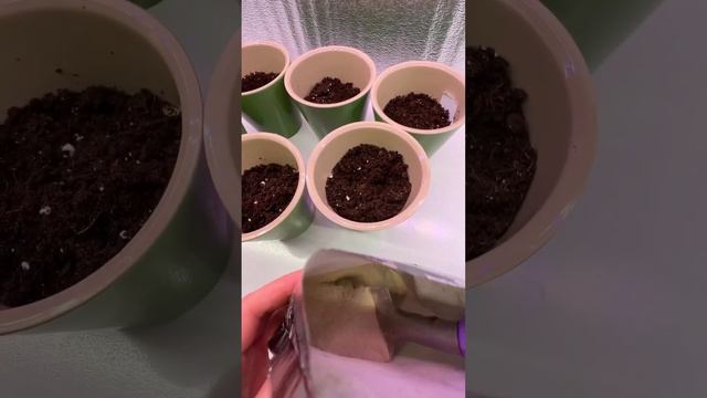 САЖАЕМ ГЛОКСИНИЮ комнатную - самый красивый цветок глоксиния смотреть онлайн