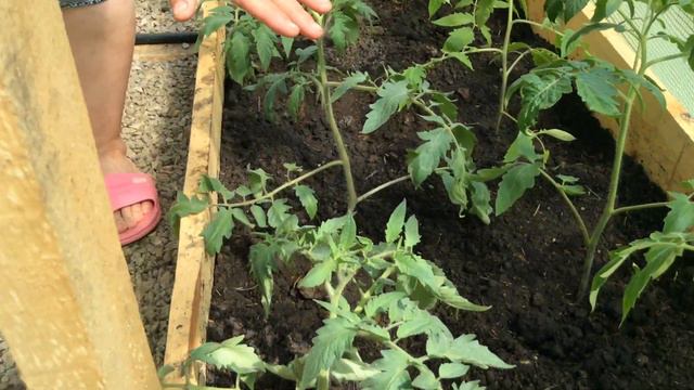 Помидоры в теплице смотреть онлайн