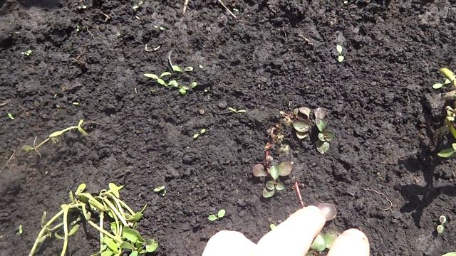 Аквариумные растения на грядке огорода. Прошла неделя. Что же с ними стало? смотреть онлайн