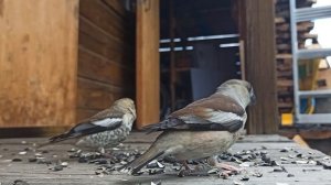 Такие разные птицы - дубоносы, синицы и воробьи едят семечки