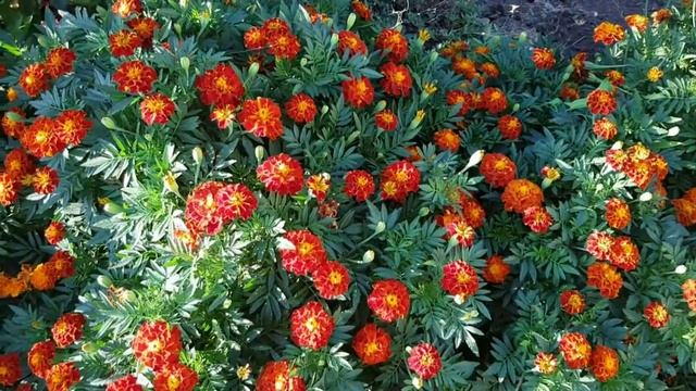 БАРХАТЦЫ?САМЫЙ ПОЛЕЗНЫЙ СОРТ ЦВЕТОВ БАРХАТЦЕВ смотреть онлайн