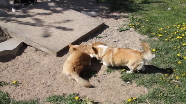 Щенки вельш корги пемброк FUNKYFOX LITTER B смотреть онлайн