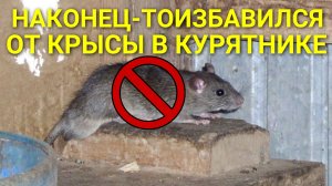 Наконец-то избавился от крысы в курятнике