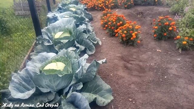 Как уберечь капусту от растрескивания. Этот сорт капусты не подведёт. смотреть онлайн