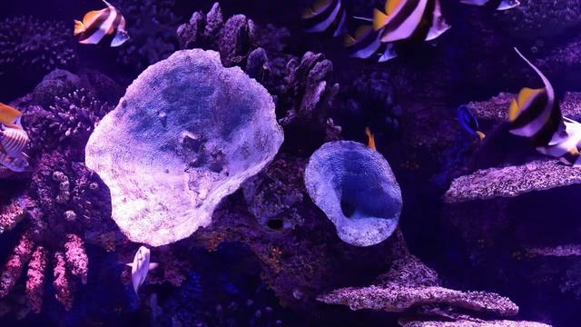 3 Hours Of Stunning Aquarium Relax Music, Relaxing Ocean Fish, Beautiful Aquarium Coral Reef Fish