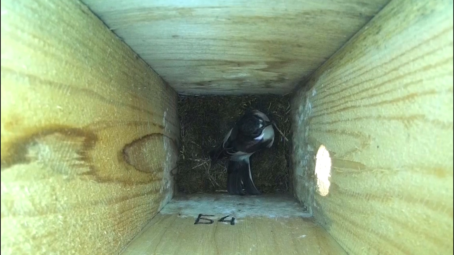 Самец мухоловки-пеструшки приглашает самку занять синичник ( Ficedula hypoleuca ) смотреть онлайн