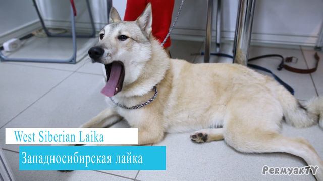 DOG SHOW Autumn 2019 Fair Perm | ВЫСТАВКА СОБАК 2019 Осень 2019 Пермская ярмарка
