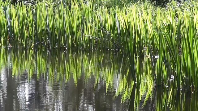 Приятная короткая музыка - Музыка без слов для отдыха и релаксации - Music without words for rest смотреть онлайн