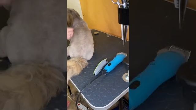 Стрижка пекинеса, пекинес, уход за пекинесом смотреть онлайн