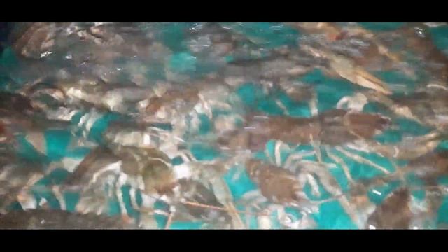 ПЕРЕДЕРЖКА и содержание РЕЧНОГО РАКА в Домашних УСЛОВИЯХ. смотреть онлайн