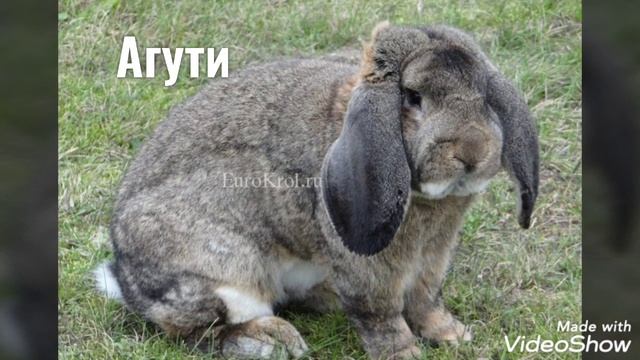 Окрасы породы французский баран. смотреть онлайн