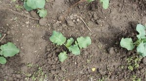 Как выращивать брокколи от А до Я