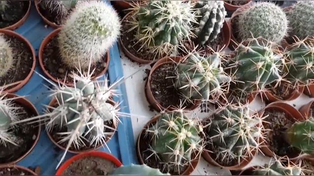 Baharda Bahçenize Ekebileceğiniz 10 Çiçek | Dış Ve İç Mekan Bitkileri | Ada Çayı Çeşitleri | VLOG