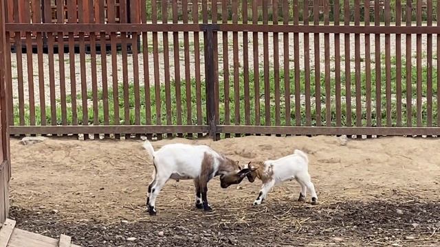 еду во Владивосток на машине!Проехали 3300км!Ночивать будем в Нерюнгри, Белогорске, Хабаровске. смотреть онлайн