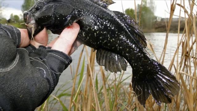 Почему в одних озерах ротана полно, а в других нет? смотреть онлайн