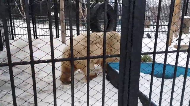 Красноярск. Медведь альбинос смотреть онлайн