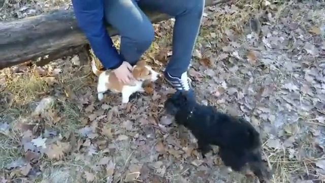 Собачки на выгуле) смотреть онлайн