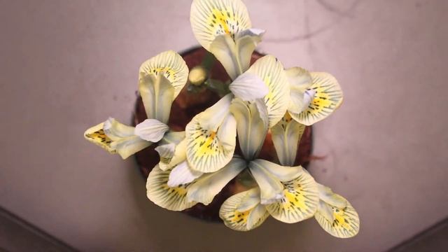 Iris reticulata Blooming | Timelapse смотреть онлайн