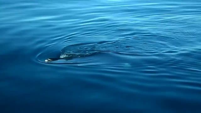 Баренцево море. Косатка. смотреть онлайн