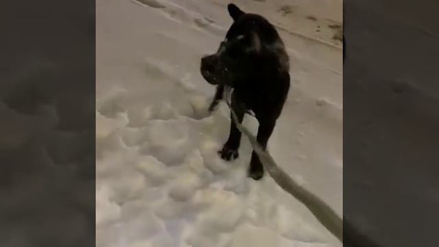 Приветик от Афиночки!!! г. Москва. Щенки Кане Корсо продажа 89518254600 смотреть онлайн