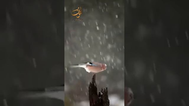 Шейх Мишари Рашид сура-16 Нахль (Пчелы) #kuran#zakirnaik #kuran#sunnah#коран