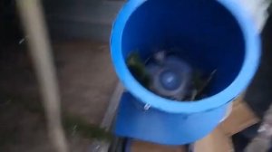 Измельчитель 2,2 квт. Измельчение еловых веток.