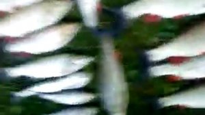 Крупный голавль на кораблик