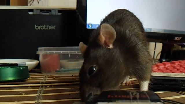 ЛИ-ЛИ домашняя крыса смотреть онлайн