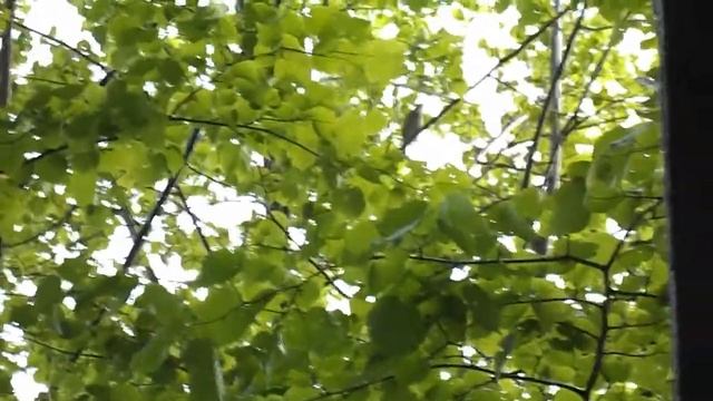 Соловей поет в саду под окном смотреть онлайн