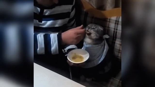 I love cats | Я люблю кошек смотреть онлайн