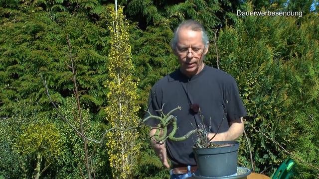 Bonsai Forsythien im Frühling, Kastanien in der Bonsai Anzucht, Weißdorn Update und Lonicera make смотреть онлайн