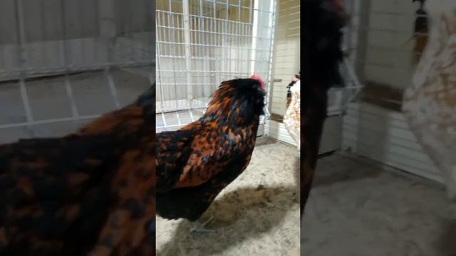 Тюрингская бородатая ,ну очень любопытные куры смотреть онлайн