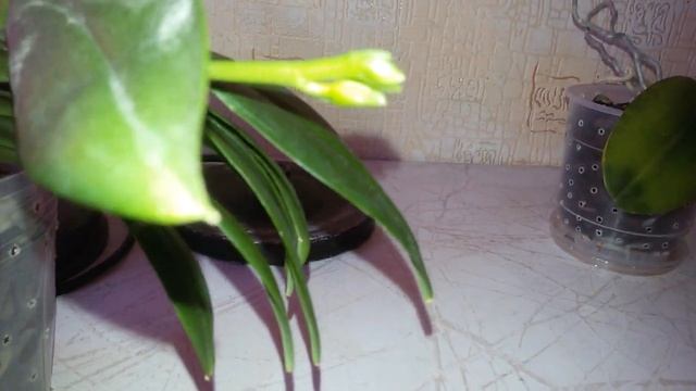 НОВЫЕ ЦВЕТОНОСЫ И КАК ПОЛЕЗНО РАЗГОВАРИВАТЬ С ОРХИДЕЯМИ смотреть онлайн